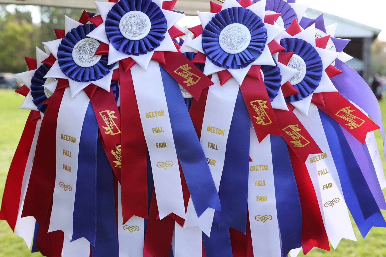 Ribbons at Beeton Fall Fair