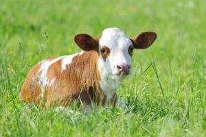 Cow Patty Bingo