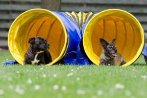 two dogs in the tunnel, agility, tunnel